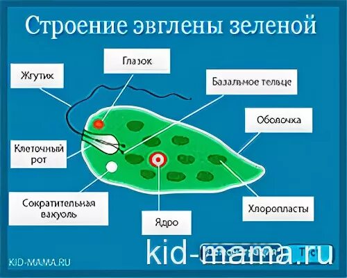 жгутиковые эвглена зеленая. ядро эвглены. кровеносная система эвглены зеленой. эндоплазма у эвглены зеленой. биосинтез белка у эвглены зеленой.