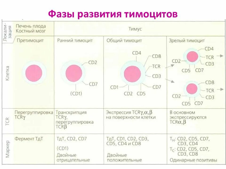 Кластеры дифференцировки лимфоцитов. Этапы развития т лимфоцитов в тимусе. cd8 т лимфоциты. стадии дифференцировки т лимфоцитов. cd8 функции иммунология.