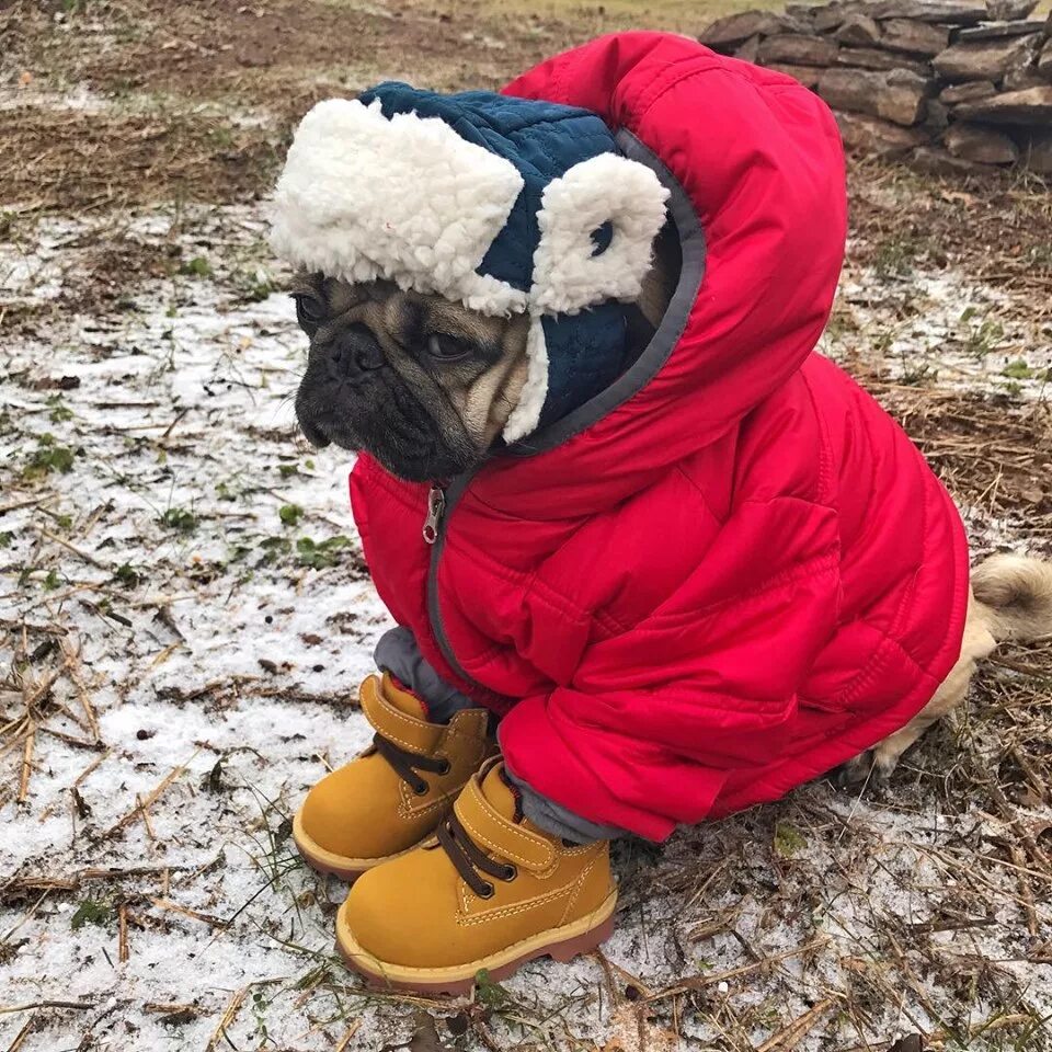 Тепло животных