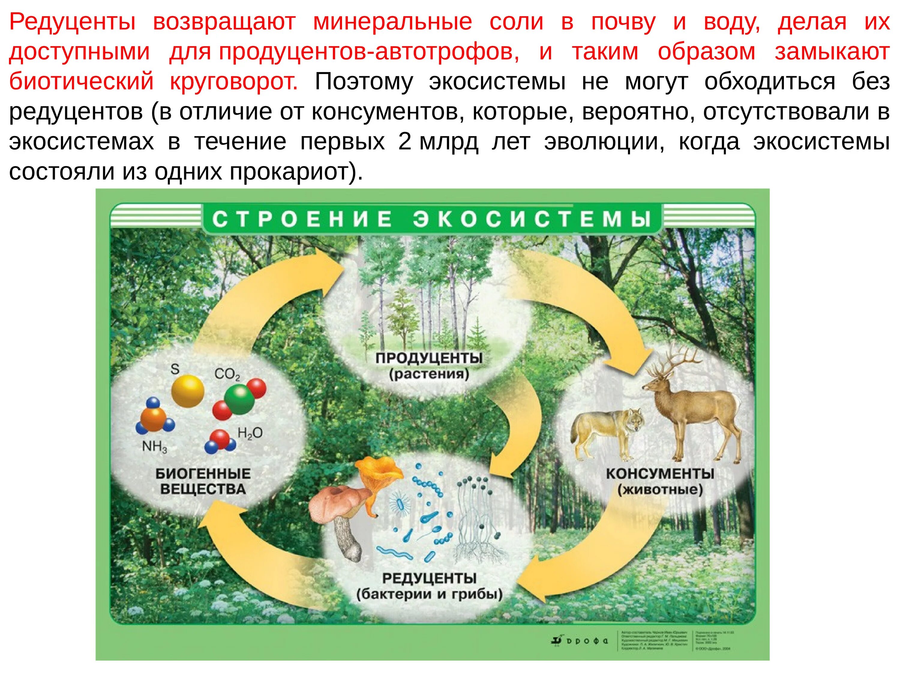 Мухомор в биологическом круговороте. Экосистема. Структура экосистемы. Схема биологического круговорота веществ. Круговороты в природе экология.