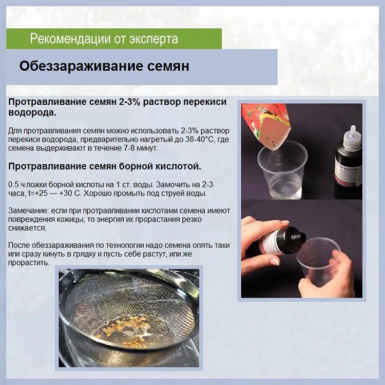 Как обработать семена томатов перекисью водорода. Обеззараживание семян перед посевом. Намачивание семян обработка семян. Методы дезинфекции семян. Раствор для замачивания семян.