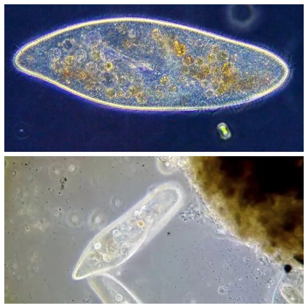 Одноклеточные инфузория туфелька. Инфузория туфелька Paramecium caudatum. Одноклеточные животные инфузория туфелька. Инфузория-туфелька это бактерия.