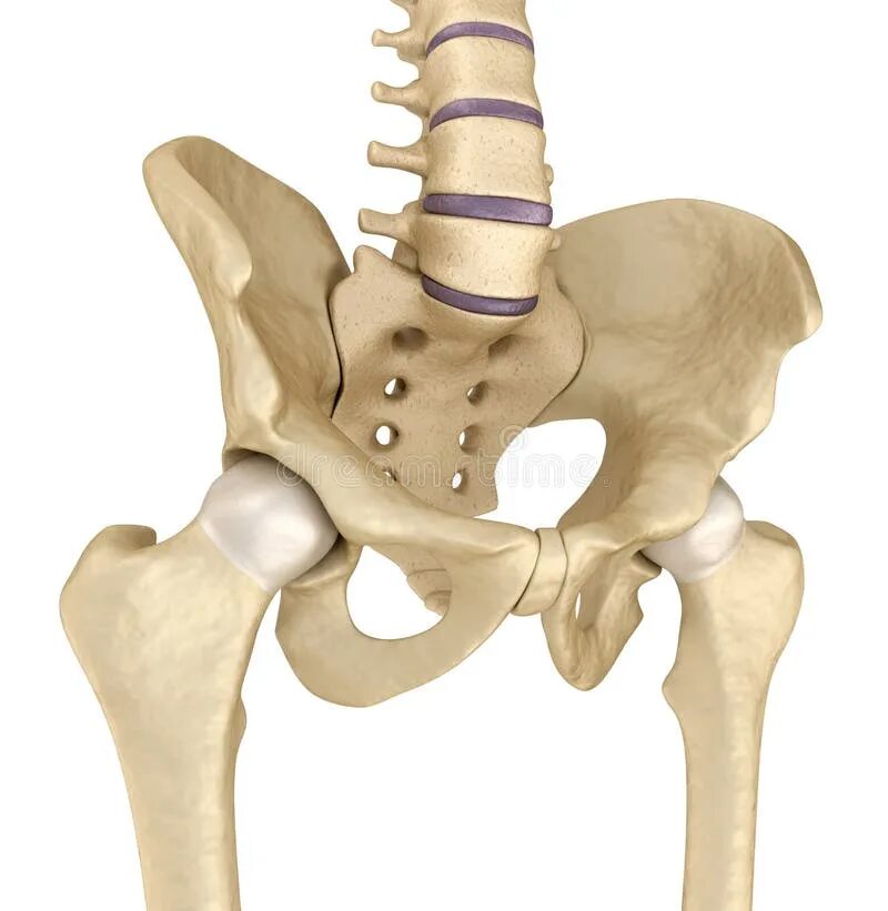 Тазовая кость анатомия 3д. Скелет тазобедренного сустава. Скелет тазобедренного сустава 3д. Скелет человека тазовые кости. Позвоночник человека таз