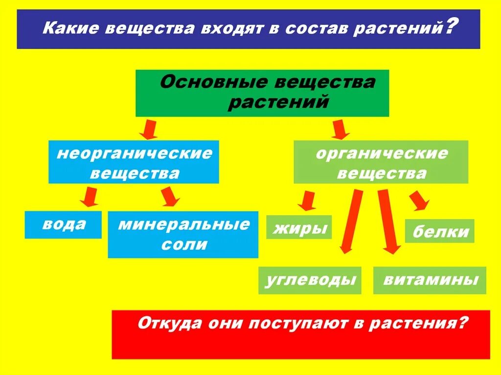 Вещества из которых состоит растение. Вещества из которых состоит растение