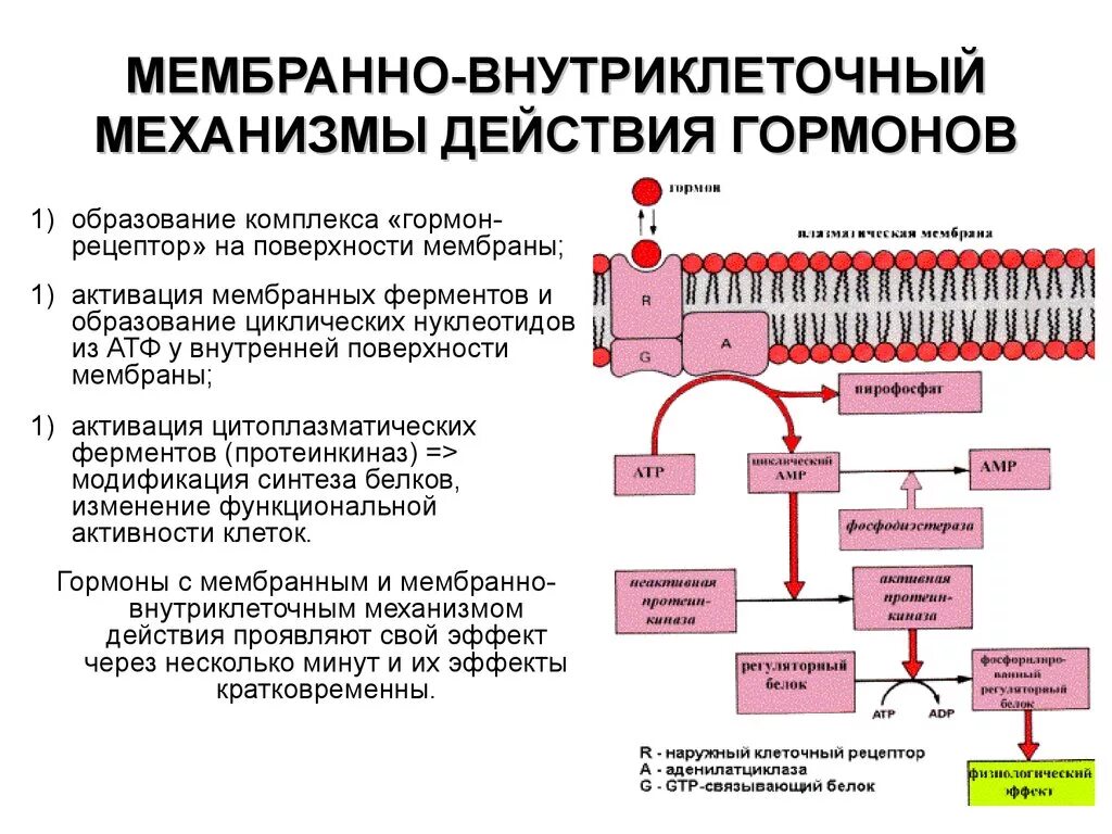 Механизмы действия гормонов (мембранный, мембранно внутриклеточный),. Мембранный механизм действия гормонов. Механизмы рецепции гормонов (мембранная, ядерная). Мембранный Тип действия гормонов схема.