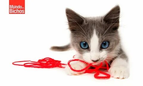 Кошка проглотила нитку