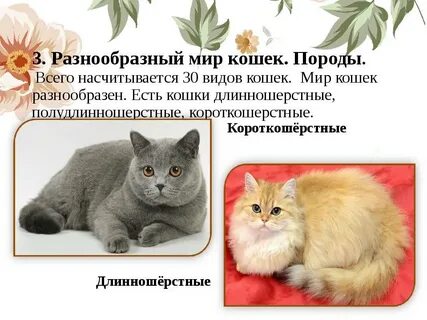Сколько живет порода кошек
