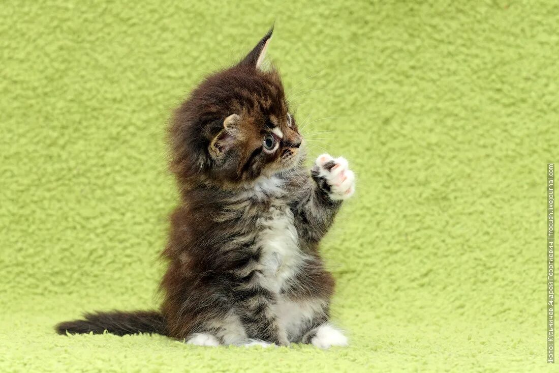 Котята мейн кун неделя. Мраморный с белым мейн кун котенок. мраморный с белым мейн кун котенок родился. очень маленькие котята мейн куна. маленький белый котенок мейн куна.