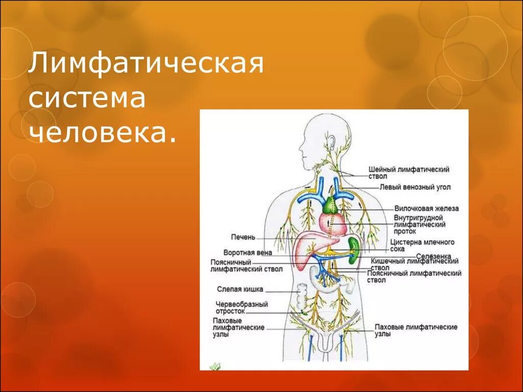 Строение лимфатической системы анатомия. Лимфатическая система человека рис 61. Лимфатическая система человека строение и функции схема. Общий план строения лимфатической системы ее функции. Лимфатические органы и сосуды
