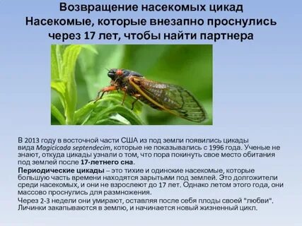 Цикада текст