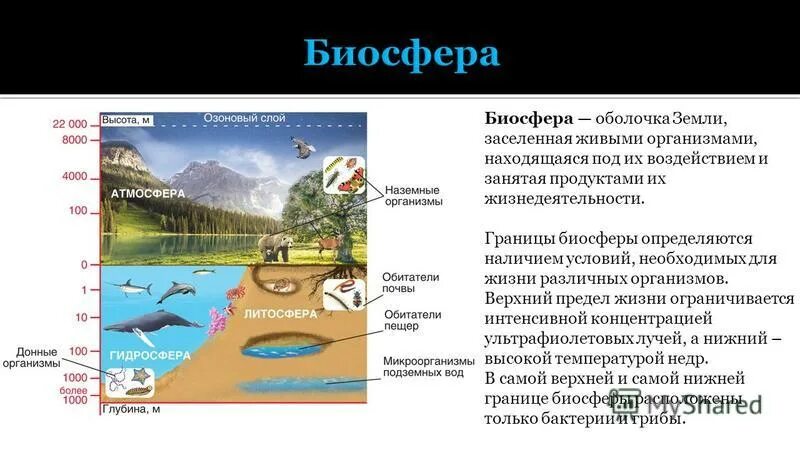 Как называется оболочка земли заселенная. Иофера жива оолока зели. Факторы биосферы. Как называется оболочка земли заселенная. Биосфера охватывает следующие геологические оболочки.