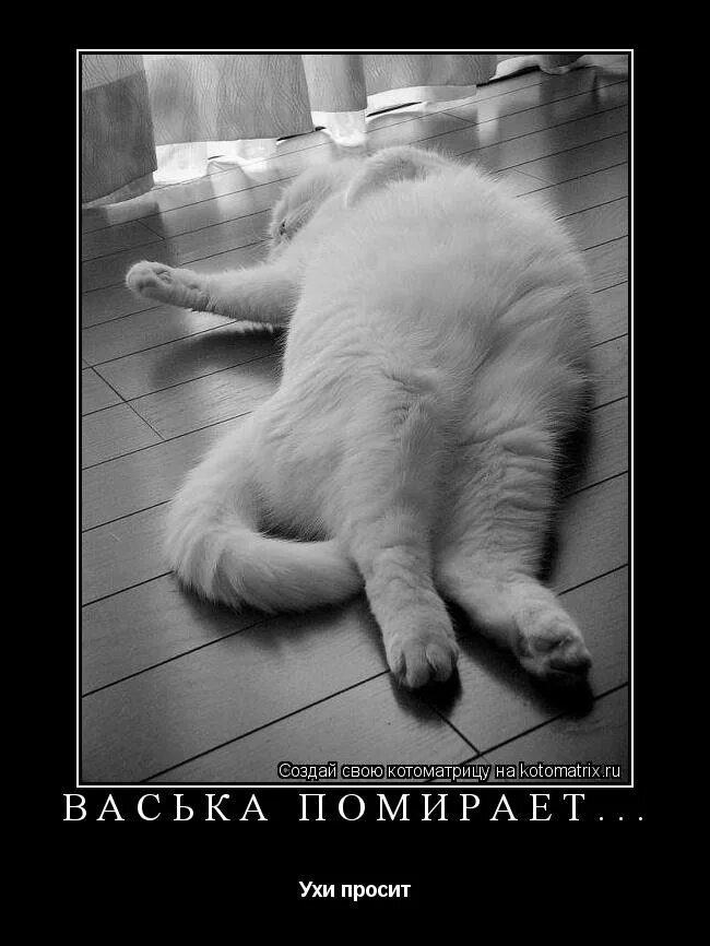 Анекдоты про жизнь смешные. Приколы рисунки с надписями. Прикольные рисунки с надписями. Афоризмы смешные до слез. Смешные открытки до сльоз.