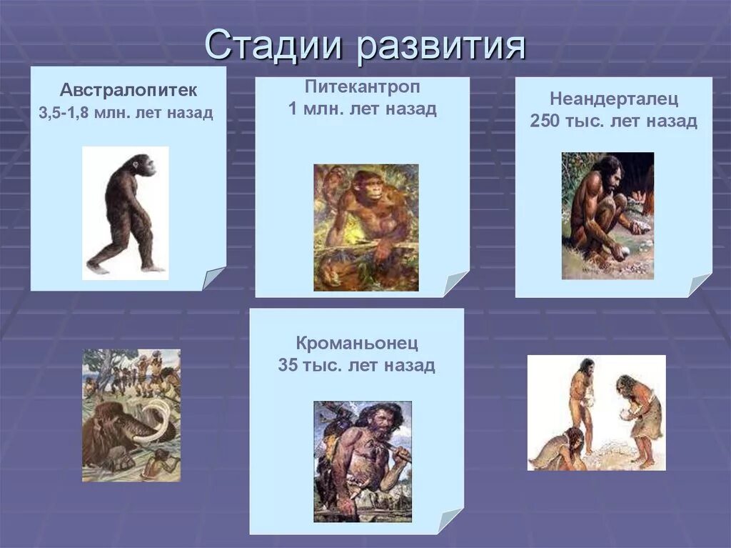 Стадия кроманьонца в эволюции человека соответствует. Этапы эволюции человека неандерталец. таблица питекантроп неандерталец кроманьонец. этапы эволюции человека кроманьонец. этапы эволюции человека австралопитек.