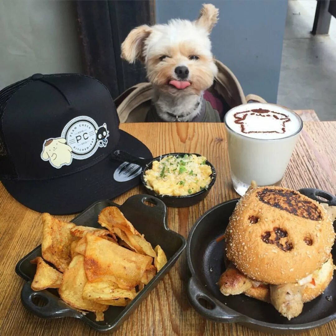 Собаки инстаграмма. Еда для собак. Завтрак с собакой. Собака в кафе. Животные и еда.