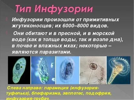Инфузория лямблия