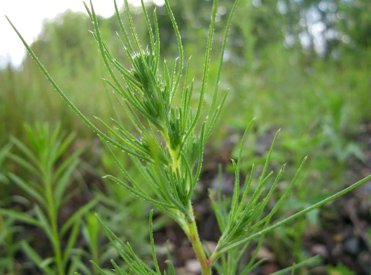 Солянка трава. Солянка холмовая. растение солянка холмовая. salsola collina pall. – солянка холмовая. трава солянки холмовой.