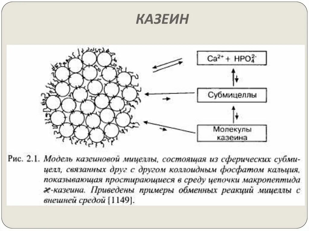 Сложные коллоидные комплексы включающие в себя белков. Строение мицелл казеина. Структура мицеллы казеина. Казеин структура белка. Строение белковой мицеллы.