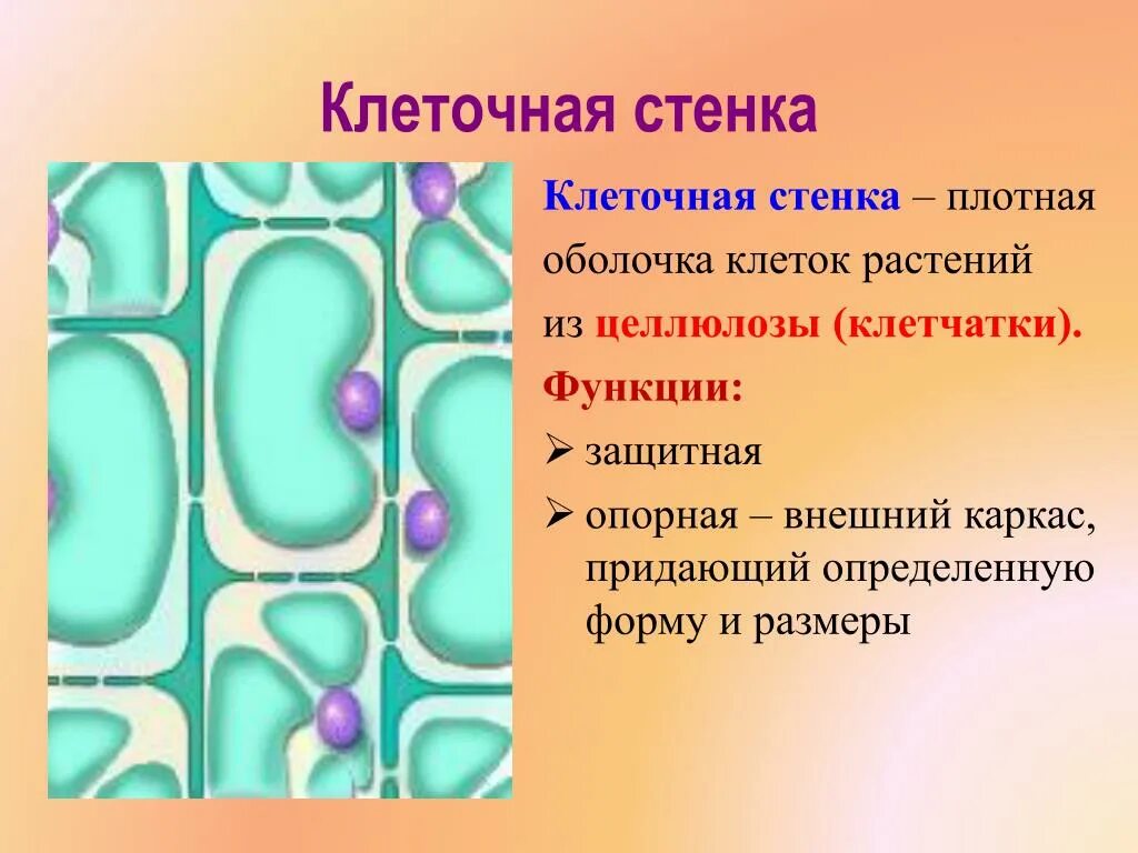 Какова роль клеточной оболочки. Функция клеточной стенки в растительной клетке. Целлюлозная клеточная стенка растительной клетки. Клетка растения оболочка клеточная стенка ). Строение клеточной стенки растительной клетки.