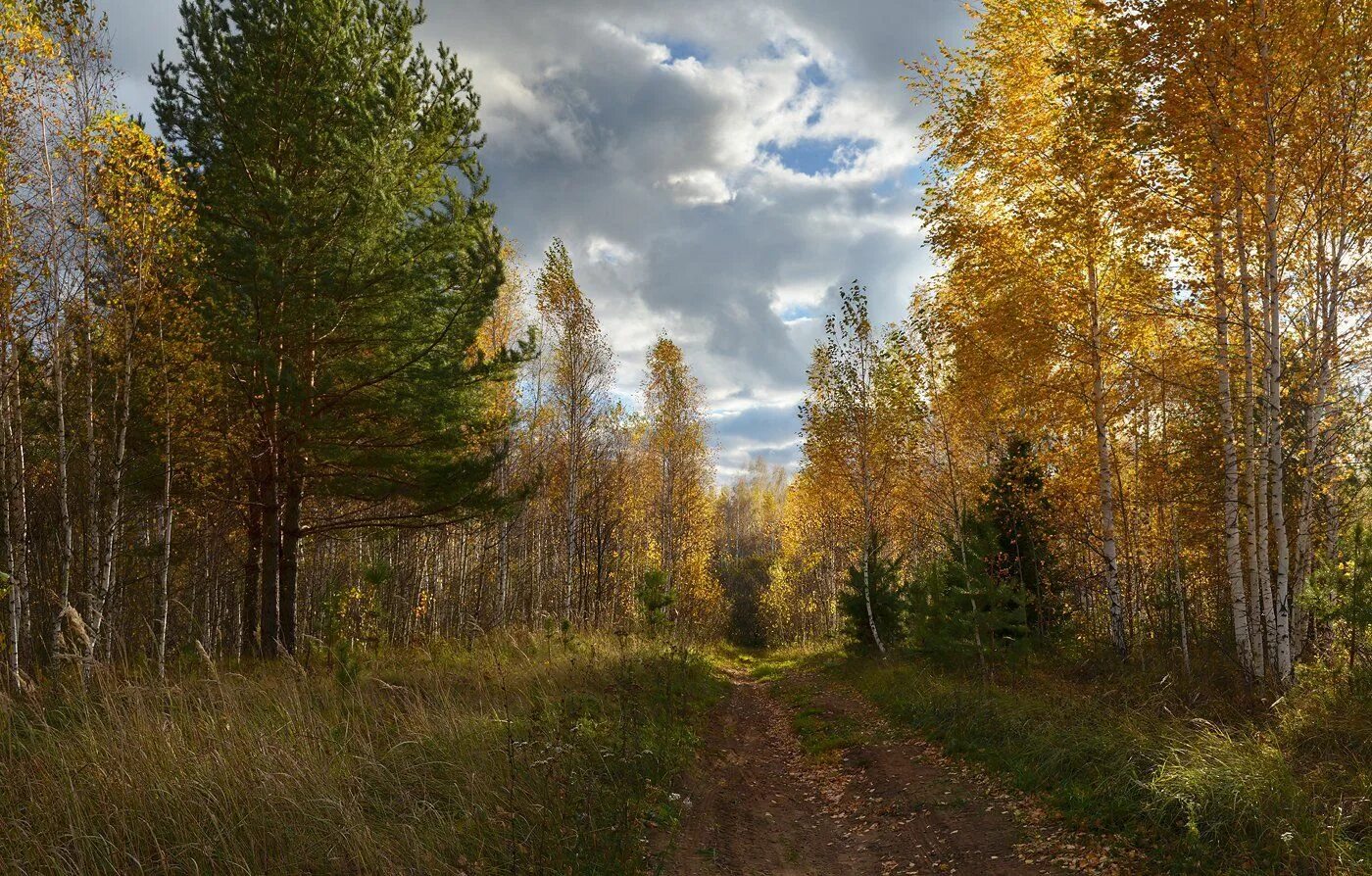 День какой ветреный. Ветренный осенний день. Ветреный лес. Ветреный день. Ветреный лес пейзаж.