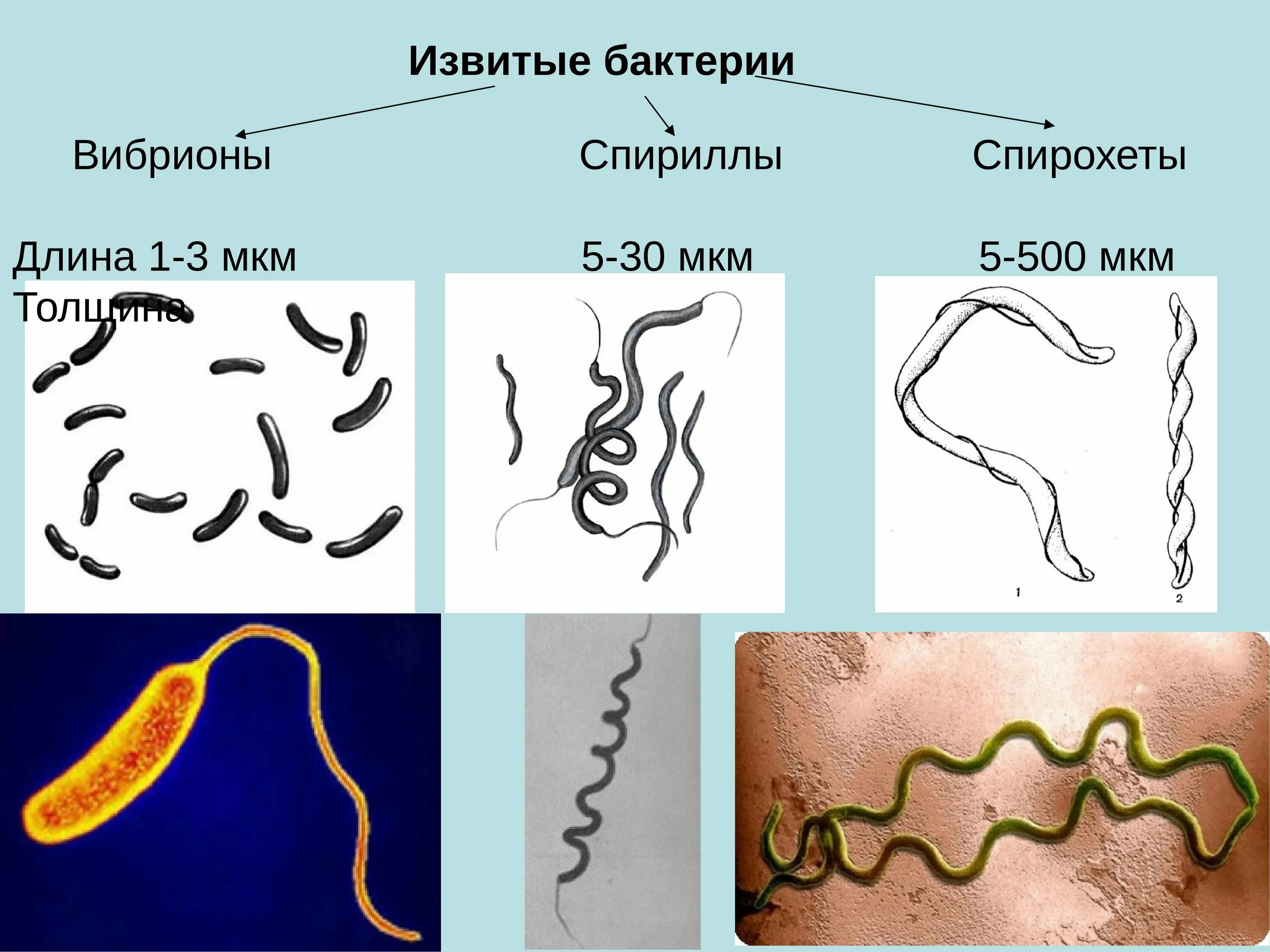 Бактерии изогнутой формы носят название. Вибрионы спириллы спирохеты. Кокки бациллы вибрионы спириллы. Извитыми (вибрионы, спириллы, спирохеты). Извитые формы бактерий вибрионы.