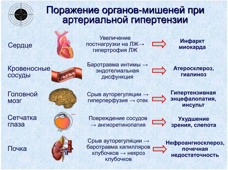 Давление при заболевании почек. Гипертоническая болезнь поражение органов мишеней. Поражение органов мишеней при артериальной гипертензии. Стадии гипертонической болезни поражение органов мишеней. Органы-мишени, поражающиеся при гипертонической болезни.