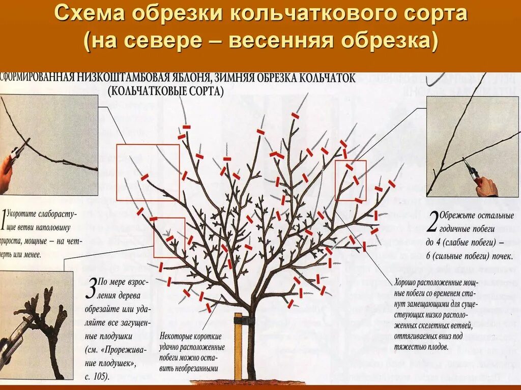 Схема обрезки яблони весной. Схема обрезки плодовых деревьев весной. Правильно обрезать яблоню весной схема подрезки. Правильно обрезать яблоню осенью схема подрезки. Обрезка яблони весной сроки