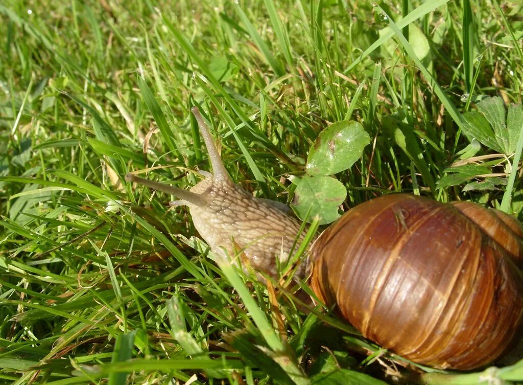 Улитка Helix pomatia. Виноградная улитка. Виноградная улитка фото. Улитка в Калужской области Виноградная.