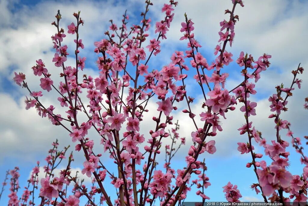 Что цветет в крыму розовым цветом. Цветущие персиковые деревья Армении. Персиковые сады Симферополь. Персиковые сады в Крыму. Цветущий персик на фоне пасмурного неба.