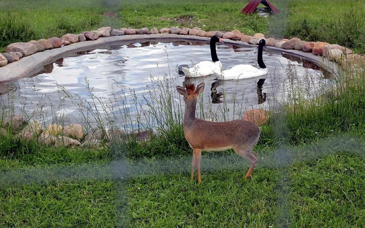 парк воробушек. птичий парк воробьи в калужской области. парк воробьи обнинск. парк птиц воробьи зимой. парк птиц обнинск.