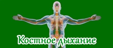 Здорова костя