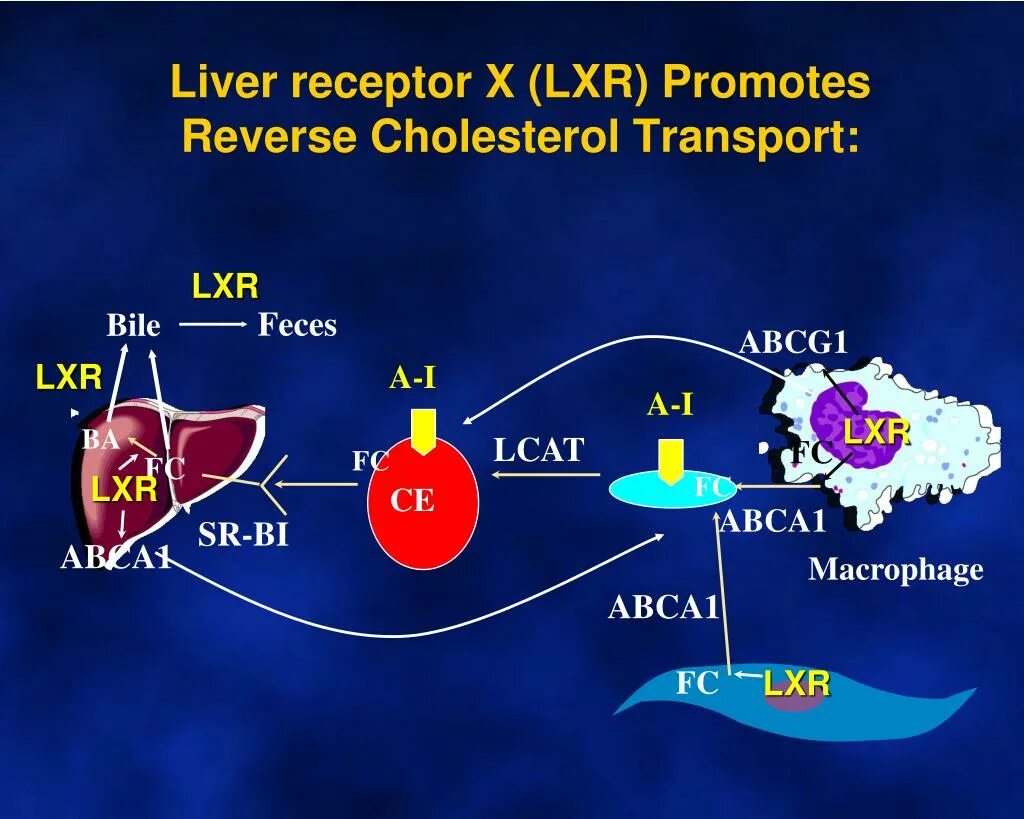 Hdl cholesterol