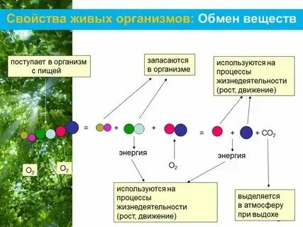 Виды развития живого организма