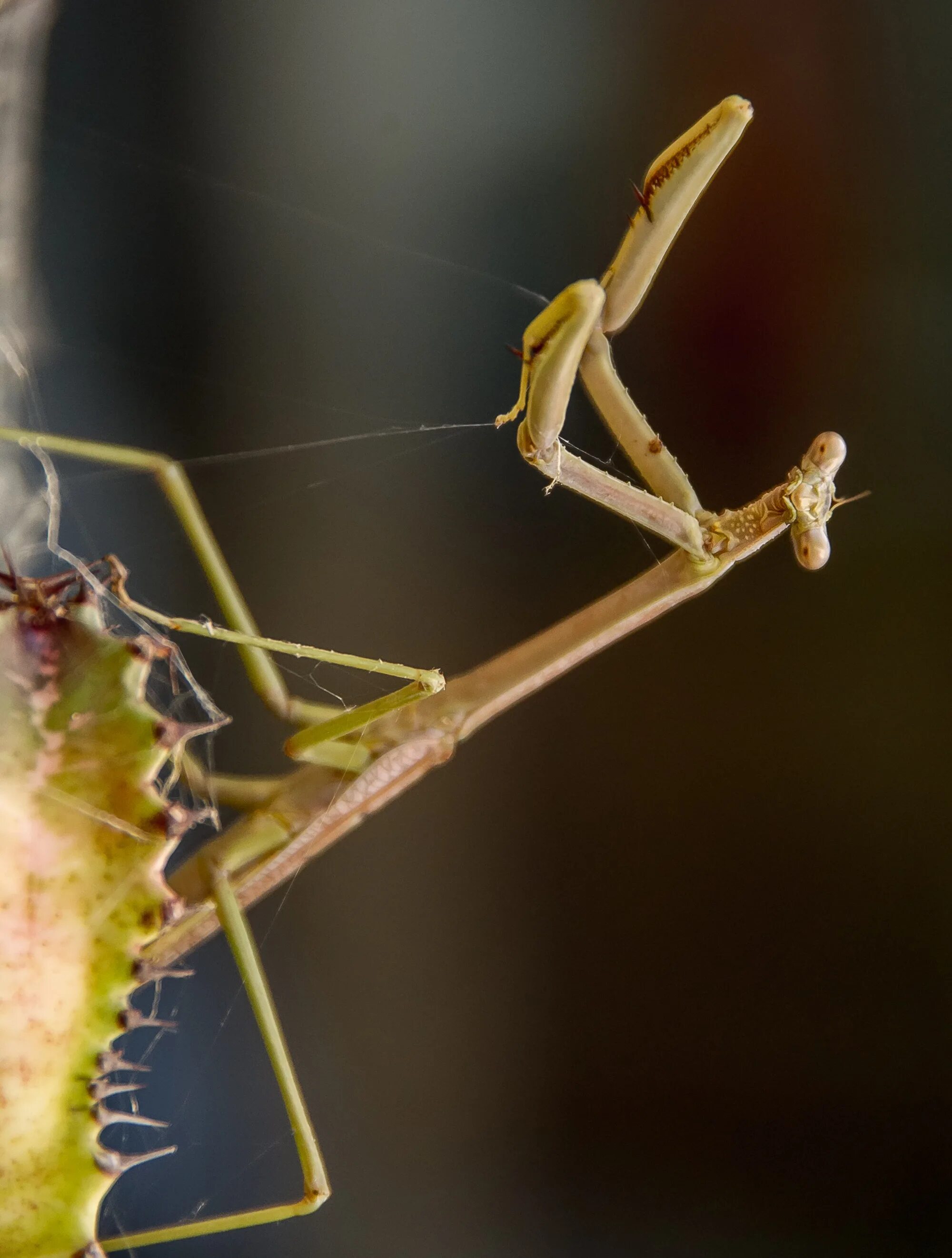 Богомол обыкновенный. Богомол обыкновенный коричневый. Mantis religiosa коричневый. Лишайниковый богомол.