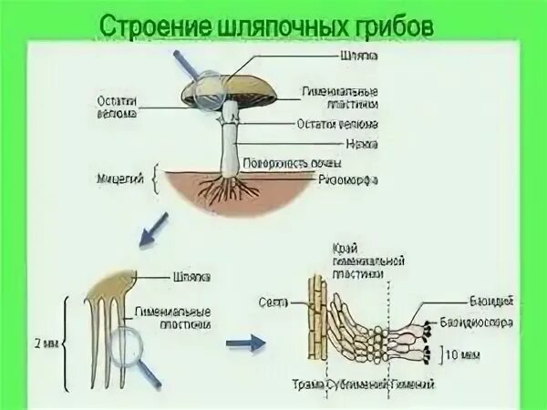 Грибы строение и жизнедеятельность