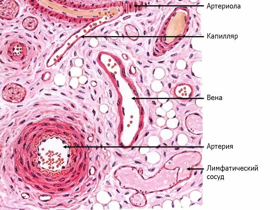 Сосудисто нервный пучок гистология препарат. Нервно сосудистый пучок гистология препарат. Строение стенки кровеносных сосудов гистология. Строение венулы гистология.