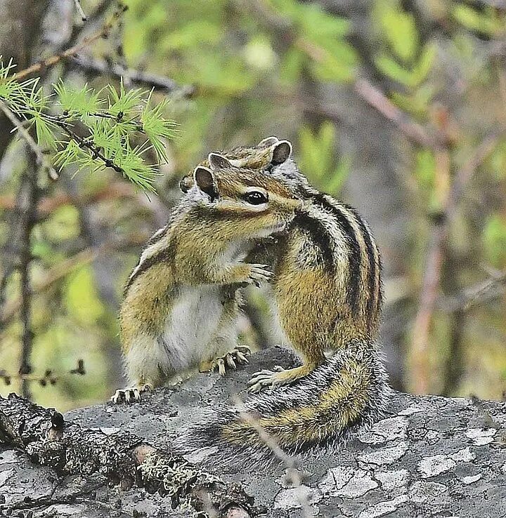 бурундук это млекопитающее. карликовый бурундук. восточно американский бурундук. бурундук ночное или дневное животное. восточноамериканский бурундук.