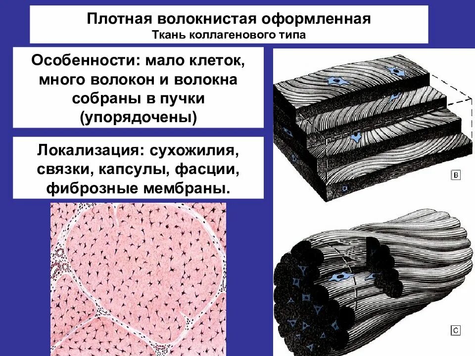 Плотная оформленная ткань. Коллагеновые волокна соединительной ткани. Локализация коллагеновых волокон соединительной ткани. Плотная волокнистая соединительная ткань Тип коллагеновый. Плотная волокнистая соединительная ткань гистология.