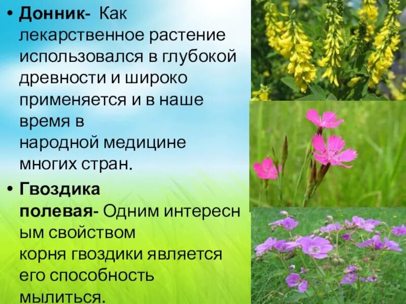 К луговым растениям относятся. Лекарственные растения Луга. Лекарственные растения Донбасса. Лекарственные травы Луга 2 класс. Лекарственные растения Луга 2 класс.