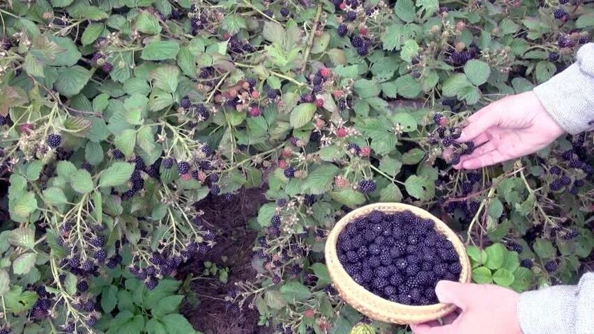 Ежевика кустарник саженцы. Подвязка ежевики бесшипной.