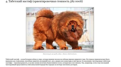 Песня дорогая собака