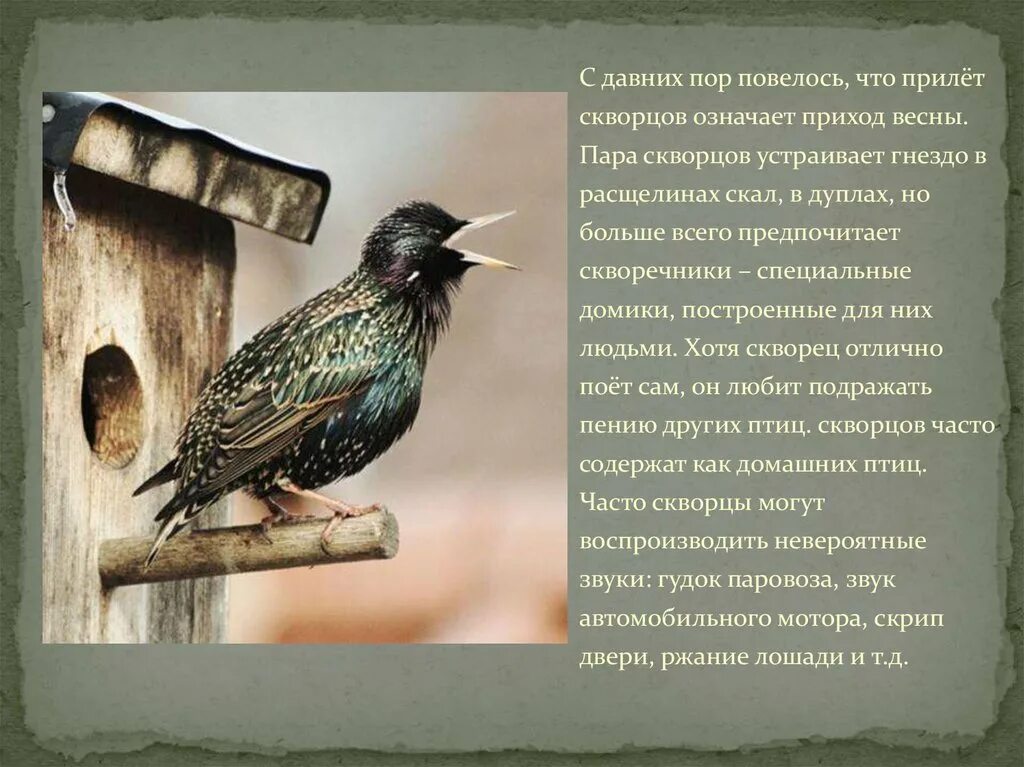 Скворцы информация. Скворец описание. скворец информация кратко. информация о скворце. скворец информация для детей.