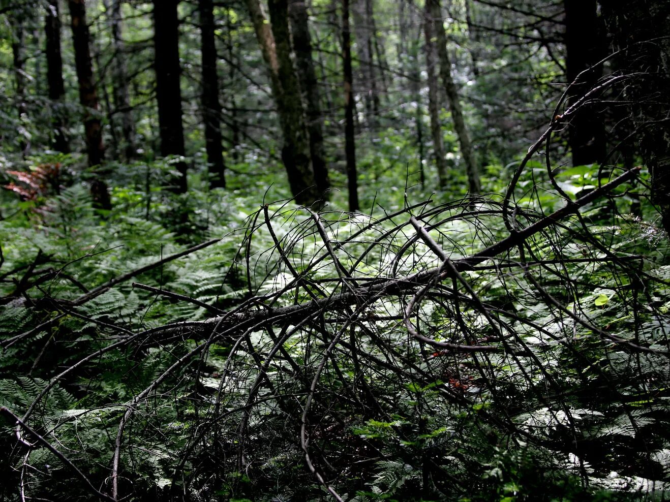 сбор валежника в лесу. что такое валежник. валежник в лесу. валежник в лесу. валежник.
