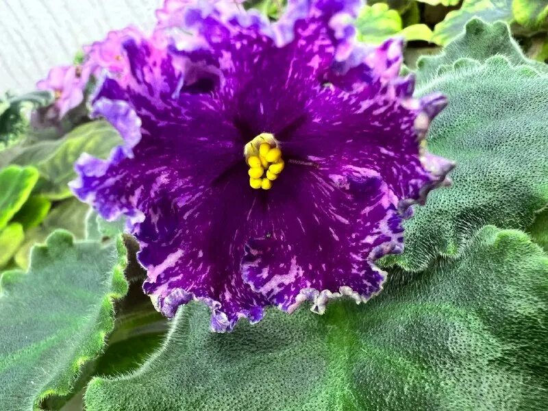 фиалка нд марракеш. фиалка волшебное рождество. фиалка улыбка фаберже. фиалка улыбка фаберже. пасхальное яйцо фаберже красный крест.