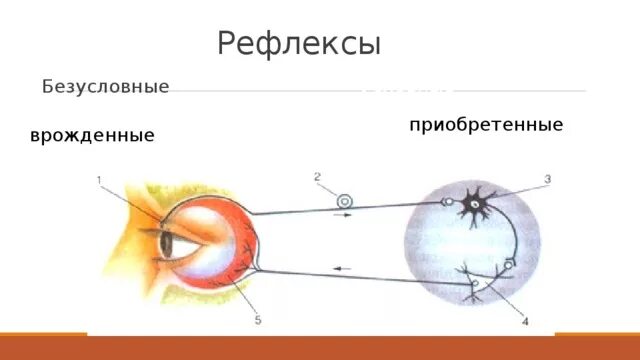 Рефлекторная дуга мигательного рефлекса биология 8. Схема рефлекторной дуги мигательного рефлекса. Схема условного мигательного рефлекса. Рефлекторная дуга безусловного мигательного рефлекса.