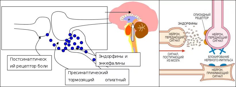 Механизм обезболивающего действия опиоидных анальгетиков. Механизм действия наркотических анальгетиков. Механизм действия опиоидных анальгетиков схема. Механизм действия опиоидных наркотических анальгетиков. Центр эндорфин