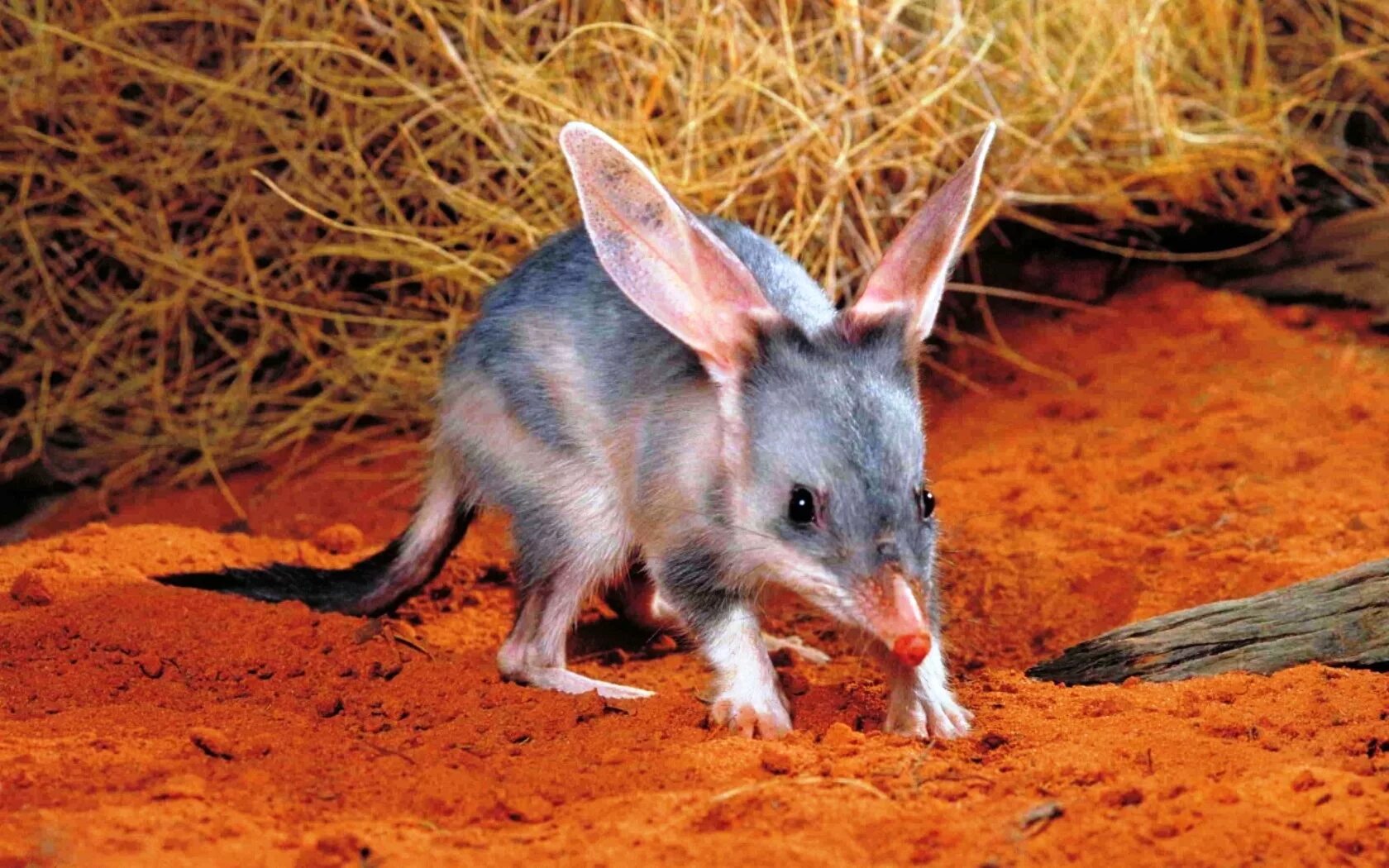 Кроличий бандикут. Тасманийский бандикут. Земляной волк и гиена. Сумчатый муравьед австралии. Кроличий сумчатый барсук.