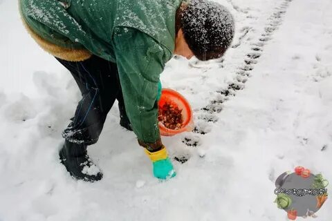 Какой посадить зимний