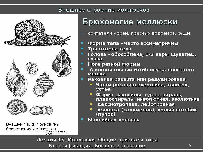 Внешнее строение раковины брюхоногих. Внешнее строение раковины брюхоногого моллюска. Строение раковины брюхоногих моллюсков. Внешнее строение раковины брюхоногих моллюсков. Раковины класс брюхоногие