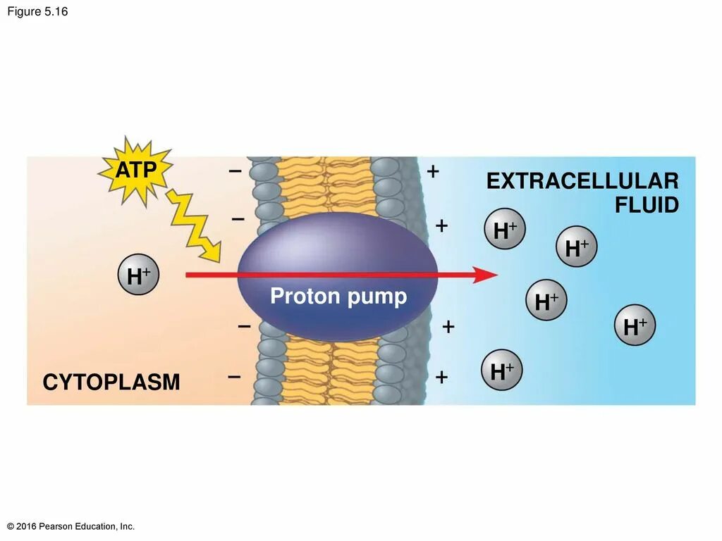 Протонный насос строение. Протонный насос механизм. H k протонная помпа. Proton pump. Кальций протонный насос.