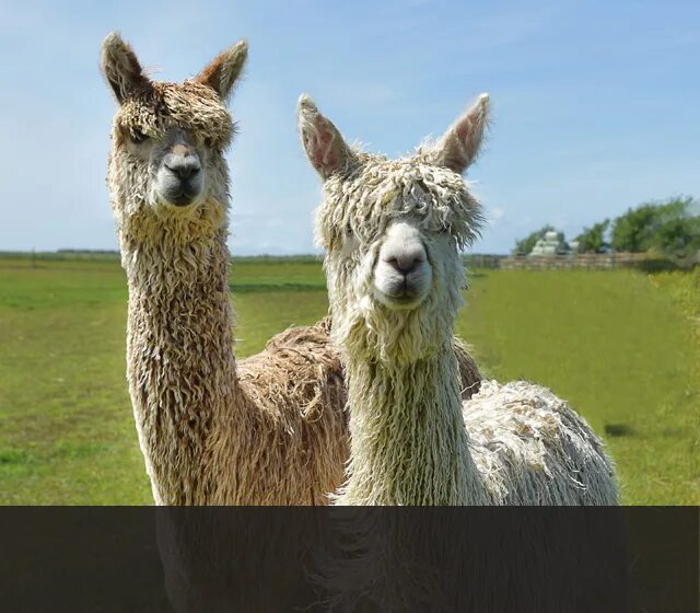 Андские альпаки. Альпаки мексика. Альпака валентино. Альпаки. Сестра альпаки.